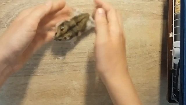 Как в руки брать хомяка чтобы не кусался?) смотреть онлайн