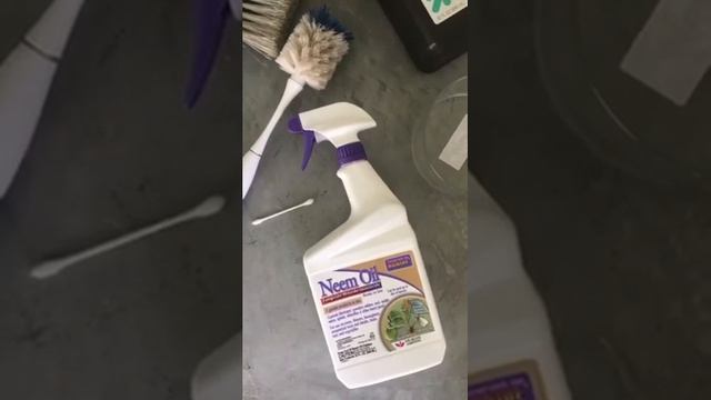 How To Care For A Euphorbia Trigona Succulent Plant | Easy to Care For, Sun Lover, Statement Plant смотреть онлайн