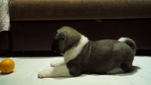 ам.акита Лей смотреть онлайн