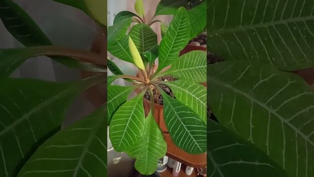 Молочай, комнатные растения, Euphorbia, houseplants