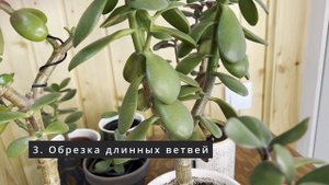 №89. Денежное дерево. 5 важных советов по выращиванию. Как вырастить красивую крассулу.
