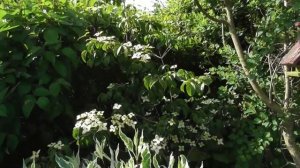 Что цветет в моем саду в последний день весны