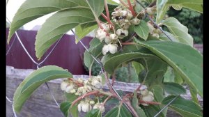 Цветёт актинидия из семян