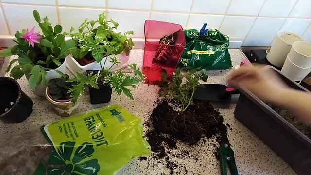 Миниатюрная роза Кордана (пересадка, обрезка). смотреть онлайн