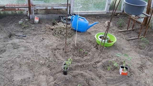 Волшебный эликсир. Помидорные кусты будут ломиться от плодов! Сажаю фиолетовую тыкву.. смотреть онлайн