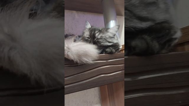 наш котёнок играется с резинкой часть 3❤️?