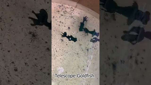 Do you ever see black telescope gold fish