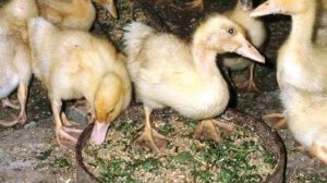 Можно ли давать картофель уткам