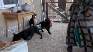 ГИГАНТСКИЕ ЧЕРНЫЕ ЩЕНКИ Немецкой Овчарки. Enormous black German Shepherd puppies. Одесса.