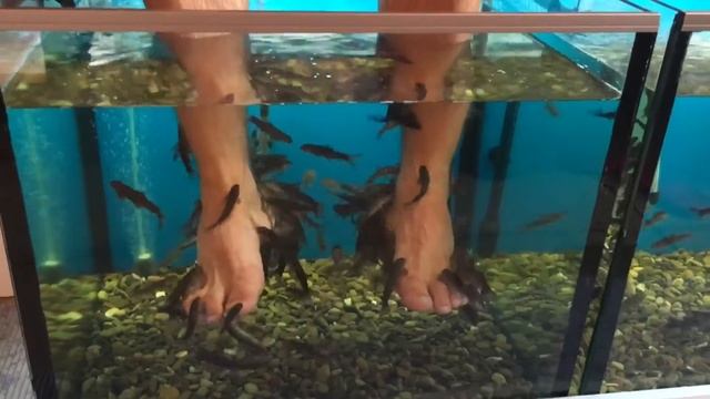 #18 Массаж рыбками Гарра Руфа. Fish SPA or fish are trying to eat my feet. смотреть онлайн