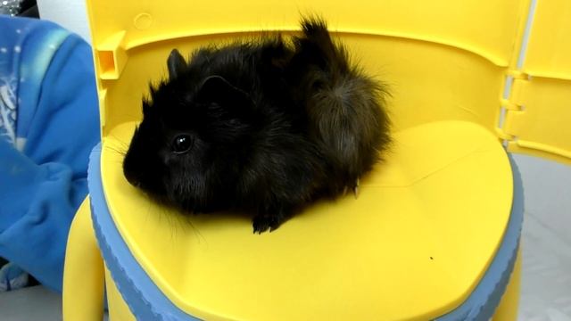 Детское видео МИНЬОНЫ Игрушки из мультика Мнение Эксперта Смешные животные и Трансформеры Автоботы смотреть онлайн