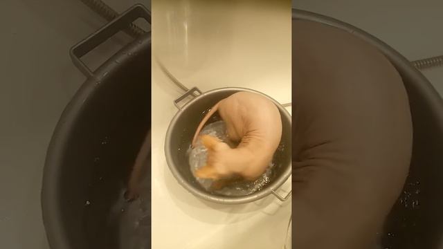 Кот купается. Кот любит воду и тазик.