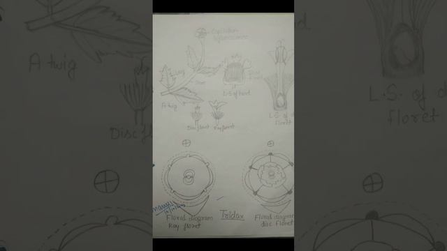 Tridax***asteraceae family***Botany practical 4️⃣.  bsc 3 semester