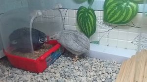 Китайские расписные перепела