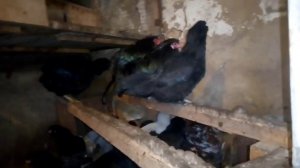 Куры породы амераукана . Кальция Борглюконат для кур несушек и не только .