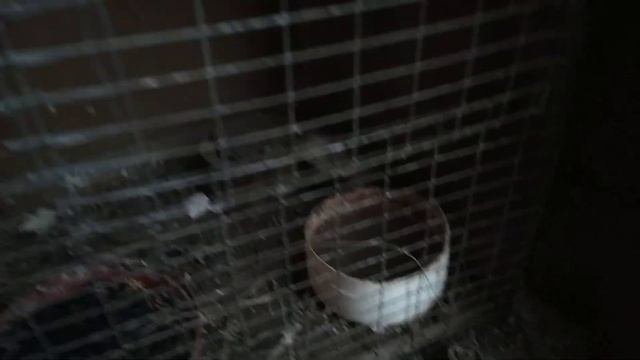 Зимовка канареек на морозе в летнем вольере.