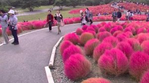 КОХИЯ  (KOCHIA)  сем. Амарантовые