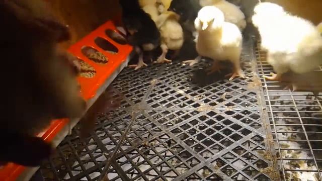 цыпляа породы Фавероль и Маран ч/м (ПРОДАНЫ!!!!) смотреть онлайн