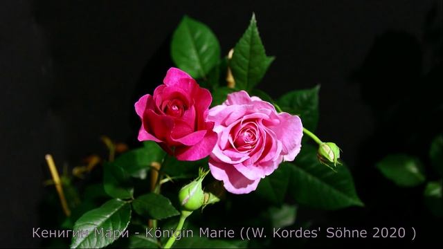 Как распускается роза Кенигин Мари - Königin Marie (W. Kordes' Söhne 2020 ) смотреть онлайн