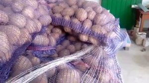 Картофель сорт Волат