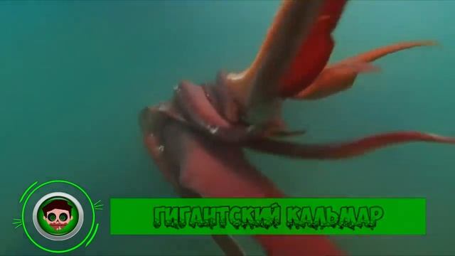 7 Животных, Которых Когда То Считали Мифическими. Зомби Чез