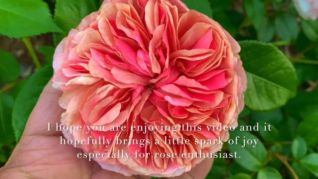 Kordes rose `Märchenzauber´ AKA, `Bliss Parfuma´ and `Fairytale Magic´, My Personal rose review 20 смотреть онлайн