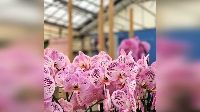Орхидейный шопинг в разгаре! Новые сортовые орхидеи. смотреть онлайн