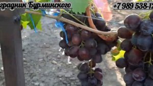 ГФ. Винограда КУМИР (Калугин В.М.).