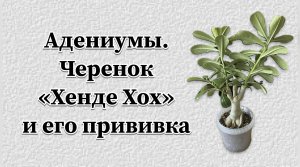 «Руки вверх»! А на спине ранец. Кто это? Да спасенный адениум! Удивительный черенок! 5 апреля 2024 г