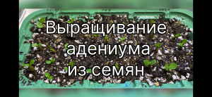 Как вырастить адениум из семян. Прошла неделя, пора пересаживать в грунт. 8 февраля 2024 г.