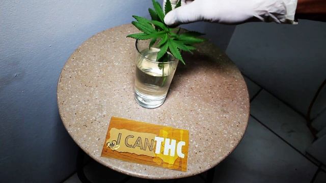 HOW TO CLONE IN 3 DAYS! – Guide For Beginner Growers | 5 TIPS FOR CRAZY ROOTS! смотреть онлайн