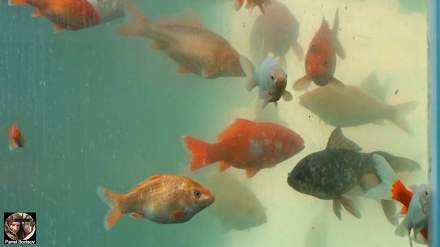 Аквариум куб Аптекарский огород. Воздушный аквариум, Ботанический сад МГУ Аптекарский огород, Москв смотреть онлайн