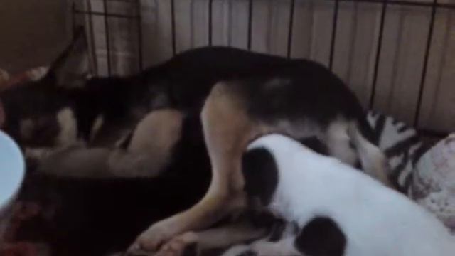 Chihuahua puppy trying to squeeze in for a feed смотреть онлайн