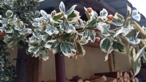 ⛄️Зимний сад с обзором вечнозелёных растений: Бересклет Форчуна Блонди, Плющ обыкновенный и др.