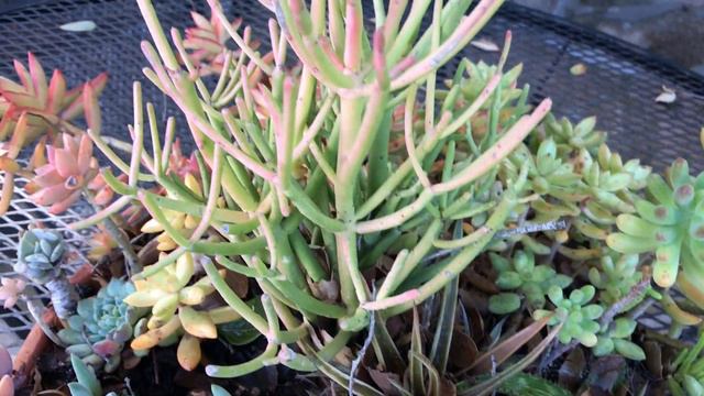 The Squish Test for Succulents смотреть онлайн