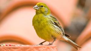 18 интересных фактов о канарейках