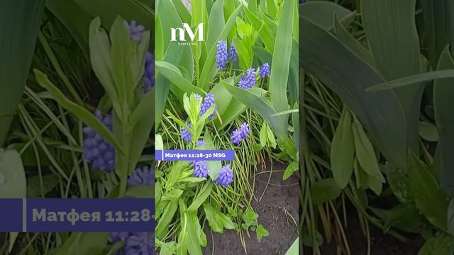 Слово из Писание #писание  #библия #словобожье