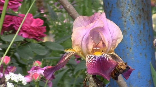 Ирисы. Какие особенности ухода за ирисами? смотреть онлайн