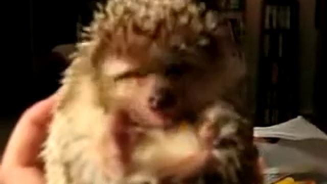 Ёжик точит конфетку смотреть онлайн