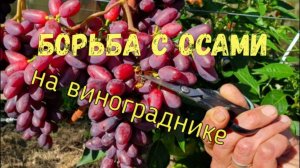 Борьба c осами на винограднике