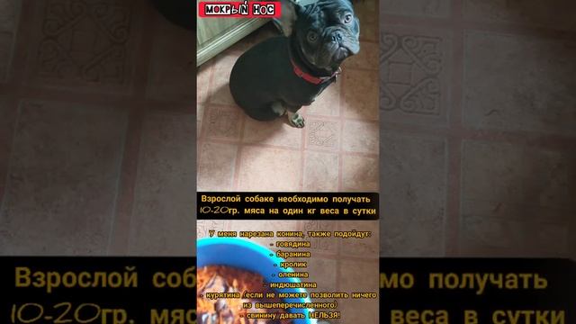 Чем я кормлю собак. Сколько мяса нужно давать собаке? Мокрый нос Луна и Чоко смотреть онлайн