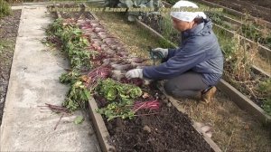 Как правильно убрать и сохранить свёклу. Я сажаю.
