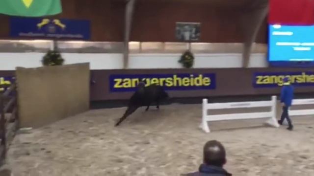 Gallardo (Galayo la Silla x Count Grannus) - 3 years - Z approved Stallion смотреть онлайн