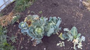 ПРОСТО КАРТОШКА ?ПОД СОЛОМОЙ? РЕЗУЛЬТАТ.ВЫВОДЫ. ПЛЮСЫ И МИНУСЫ.