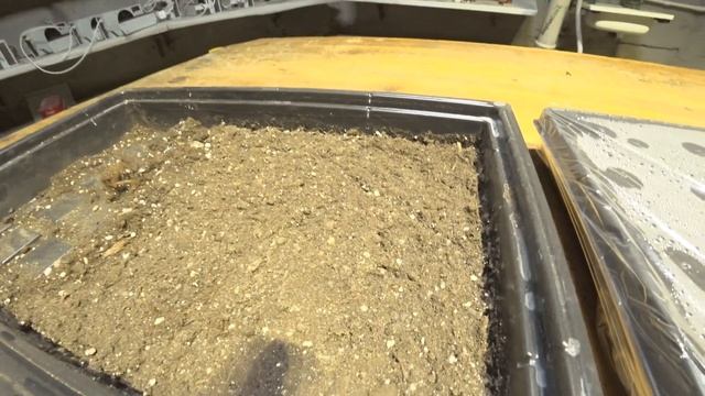 Выращивание клубники из семян. Заготовка семян из клубники.