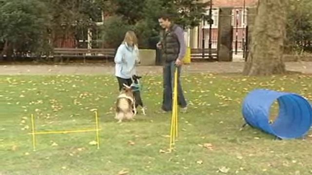 13652 burgess dog agility vf generic 169 v5 500k 169 смотреть онлайн