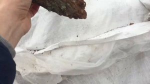 Кора сосны более 10 см (Крупная, Мульча)