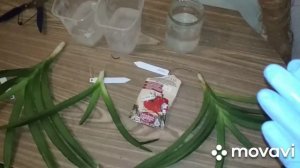 Срочная Реанимация 3-ёх Ванд!!!Пошаговый рецепт спасения Орхидей!Режу,обрабатываю,препараты!