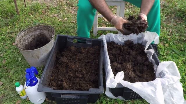 Переселение червя из переполненного ящика в другой ящик. Ящичная технология разведения червя.. смотреть онлайн