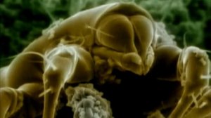 Миры под микроскопом